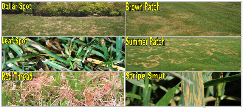 Lawn Disease Control