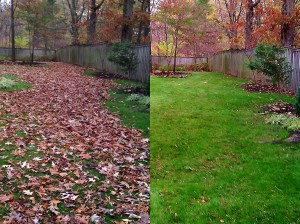 Leaf Removal