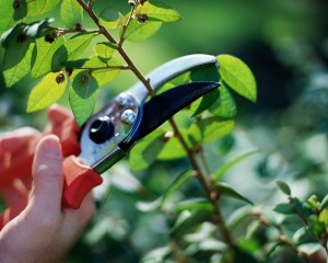 Shrub Pruning