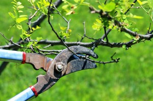 Shrub Pruning