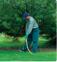 Shrub Root Fertilization