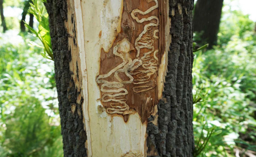 How It Harms Your Trees