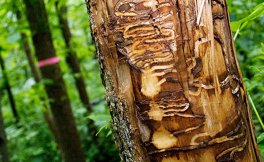 How It Harms Your Trees